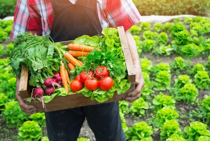 Hortifruti fresco sendo colhido