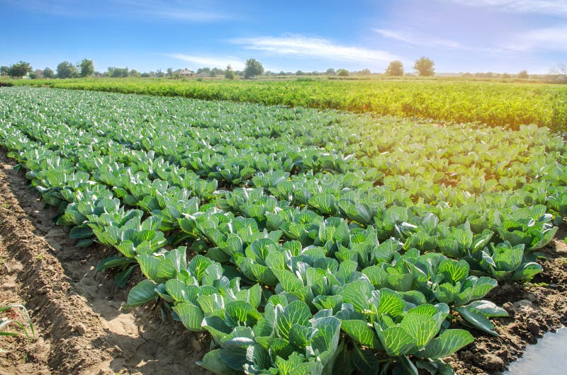 Campo de vegetais